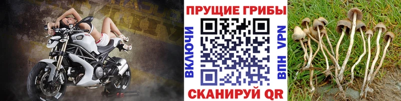 Псилоцибиновые грибы MAGIC MUSHROOMS  Каменногорск 